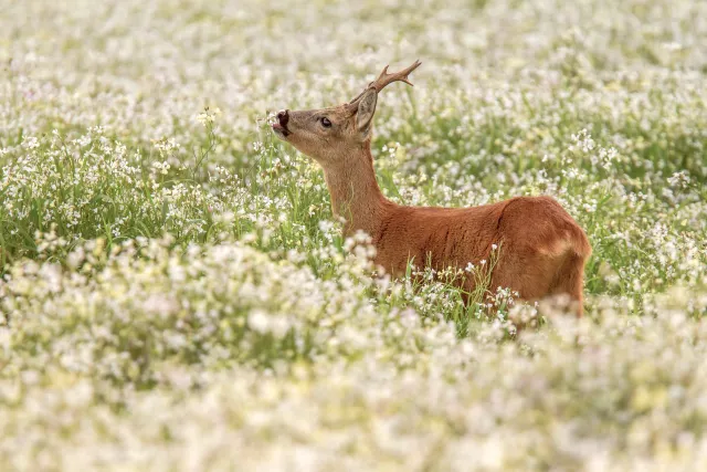 Wilde dieren foto 18