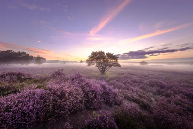Natuurdecoraties van bossen en heide
