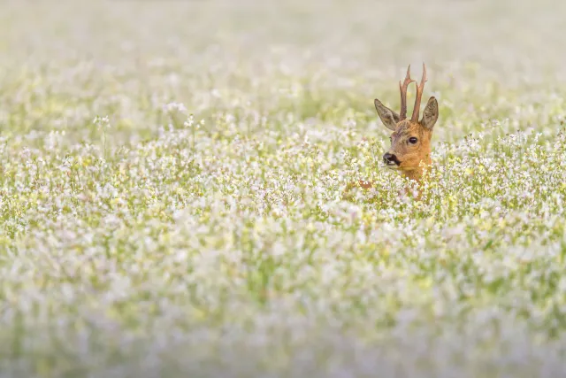 Wilde dieren foto 15