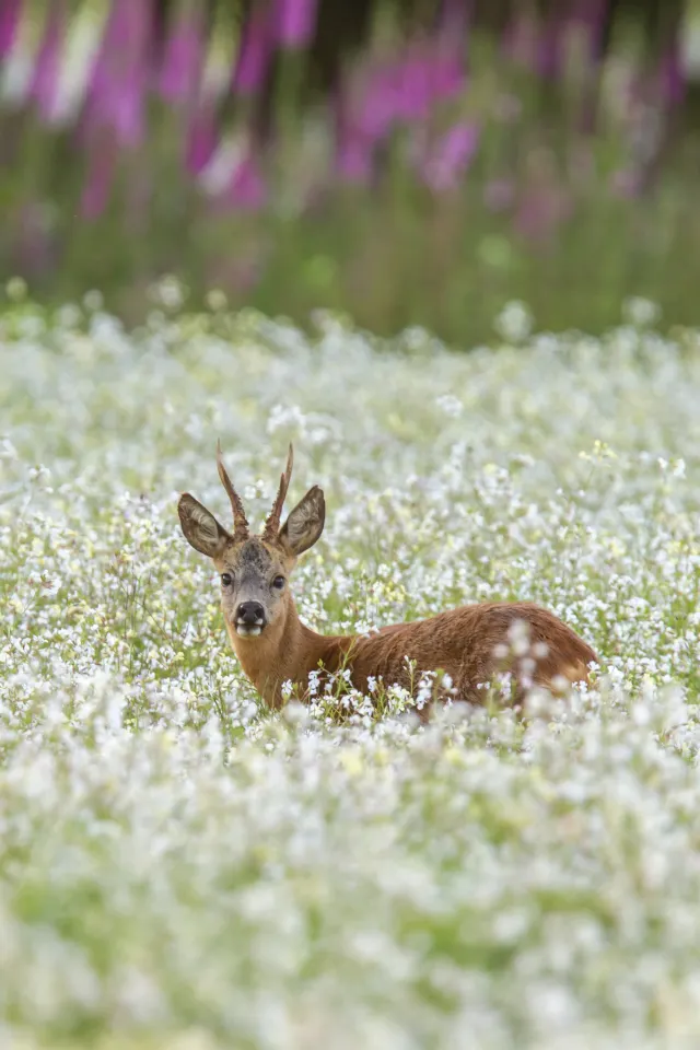 Wilde dieren foto 21